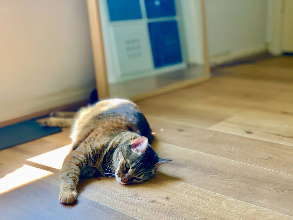 cat on laminate flooring